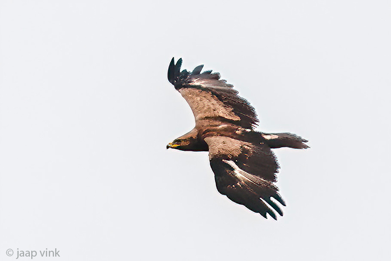 Lesser Spotted Eagle - Schreeuwend - Clanga pomarina