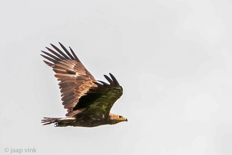 Lesser Spotted Eagle - Schreeuwend - Clanga pomarina