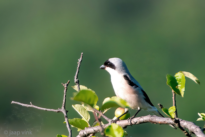 Lesser Grey Shrike - Kleine Klapekster - Lanius minor