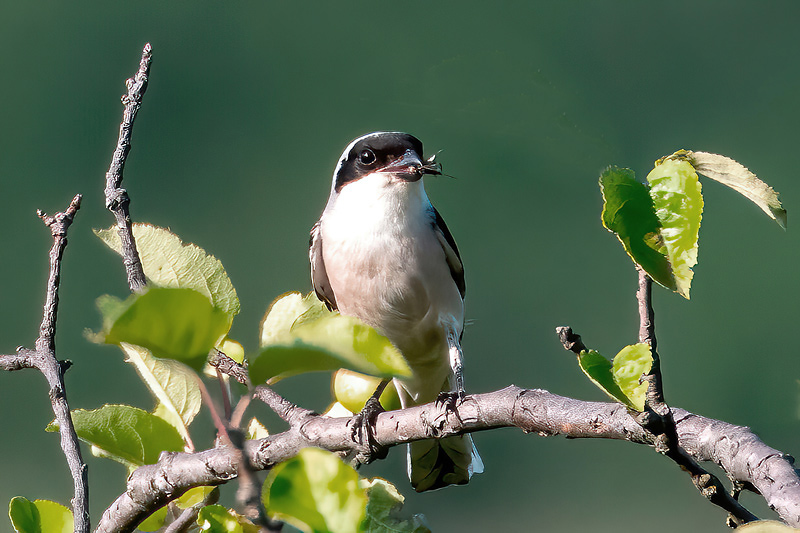 Lesser Grey Shrike - Kleine Klapekster - Lanius minor