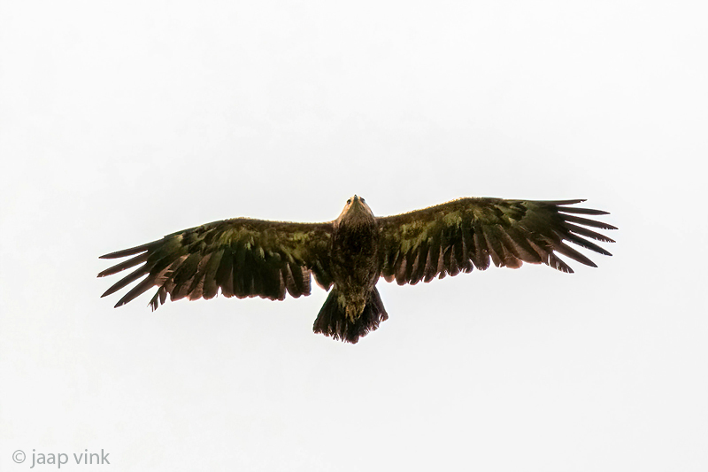 Lesser Spotted Eagle - Schreeuwend - Clanga pomarina