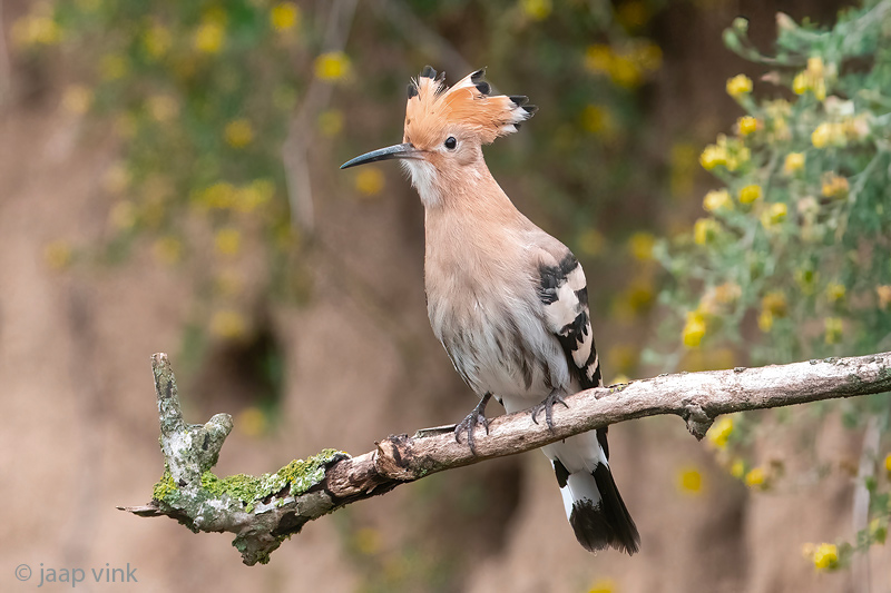 Eurasian Hoopoe - Hop - Upupa epops