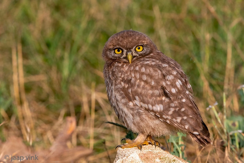 Little Owl -  Steenuil - Athene noctua