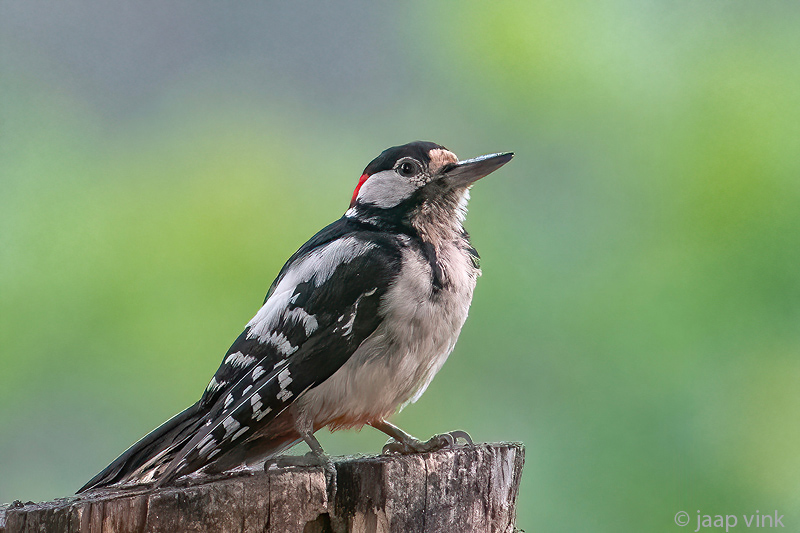 Great Spotted Woodpecker - Grote Bonte Specht - Dendrocopos major