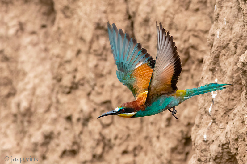 European Bee-eater - Bijeneter - Merops apiaster)