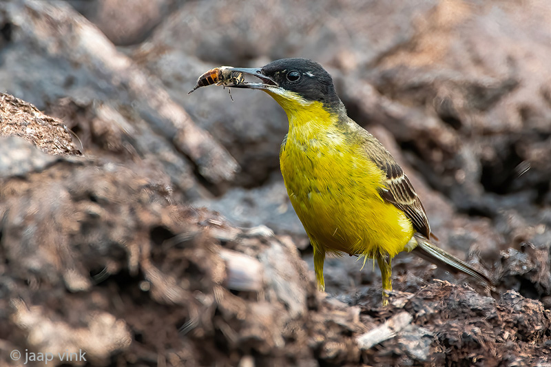 Black-headed (yellow) wagtail - Balkan Gele Kwikstaart - Motacilla (flava) feldegg