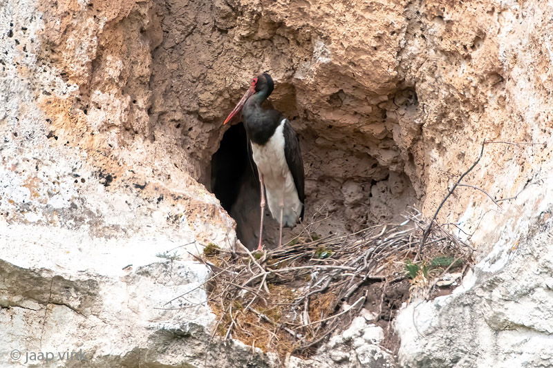 Black Stork - Zwarte Ooievaar - Ciconia nigra