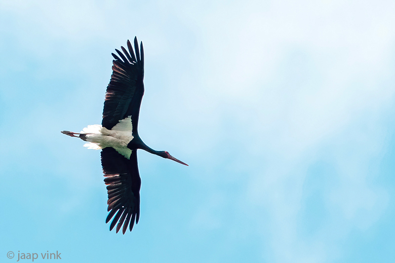 Black Stork - Zwarte Ooievaar - Ciconia nigra