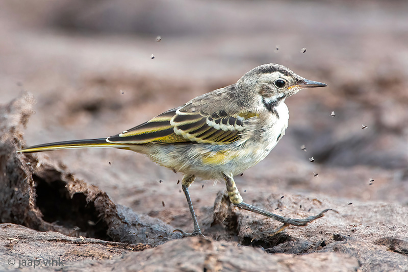 Black-headed (yellow) wagtail - Balkan Gele Kwikstaart - Motacilla (flava) feldegg