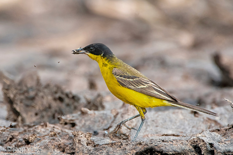 Black-headed (yellow) wagtail - Balkan Gele Kwikstaart - Motacilla (flava) feldegg