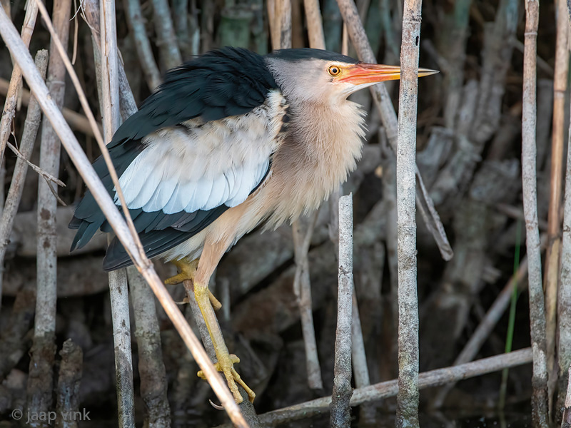 Little Bittern - Woudaap - Ixobrychus minutus