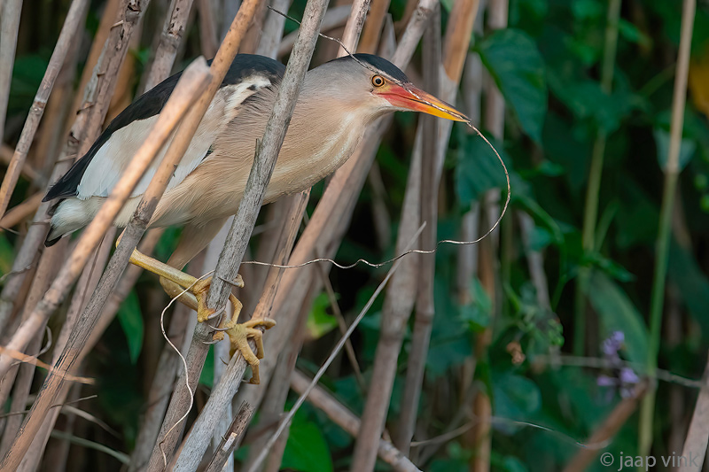 Little Bittern - Woudaap - Ixobrychus minutus
