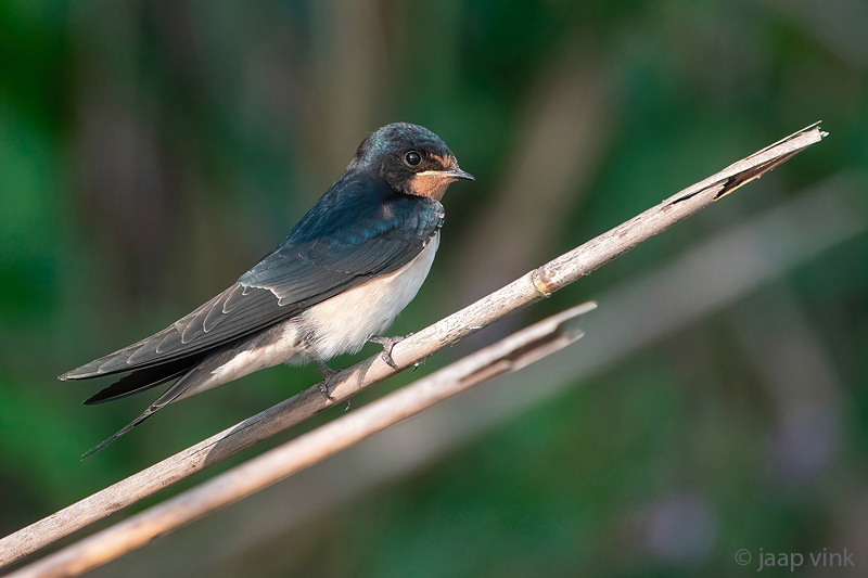 Barn Swallow - Boerenzwaluw - Hirundo rustica