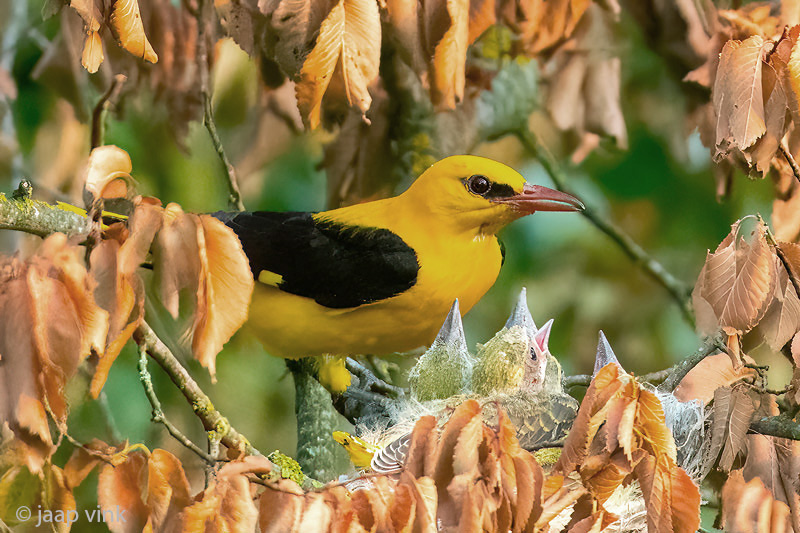 Eurasian Golden Oriole - Wielewaal - Oriolus oriolus