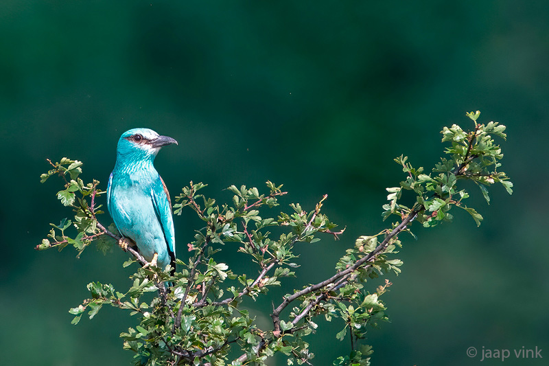 DSC_6448-DeNSpix.jpg