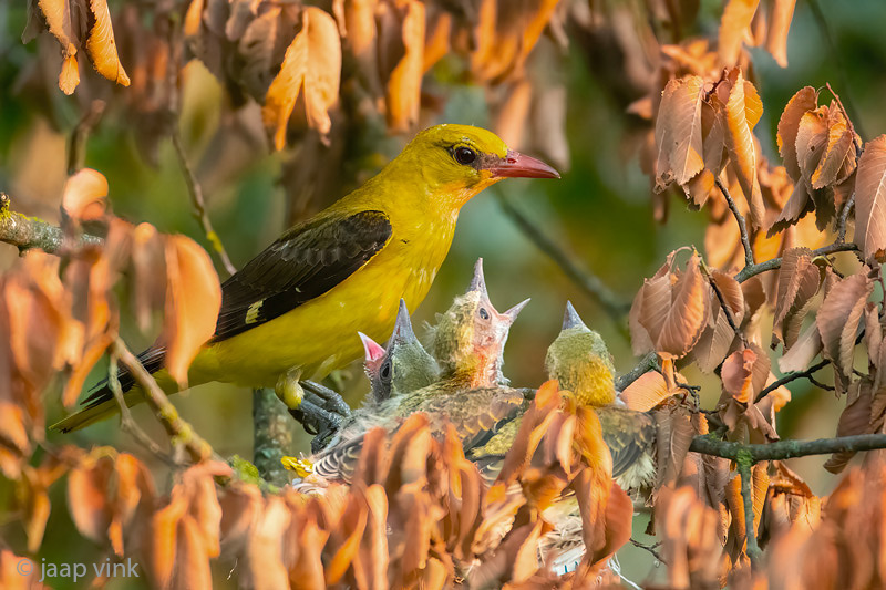 Eurasian Golden Oriole - Wielewaal - Oriolus oriolus