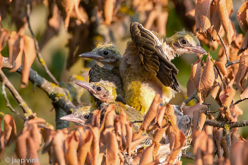 Eurasian Golden Oriole - Wielewaal - Oriolus oriolus