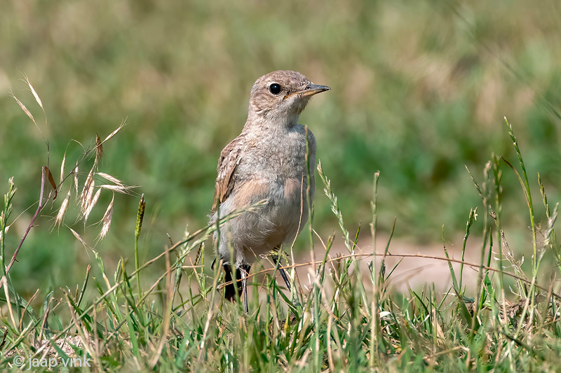 Isabelline Wheatear - Izabeltapuit - Oenanthe isabellina