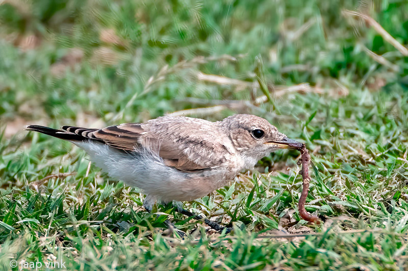 Isabelline Wheatear - Izabeltapuit - Oenanthe isabellina
