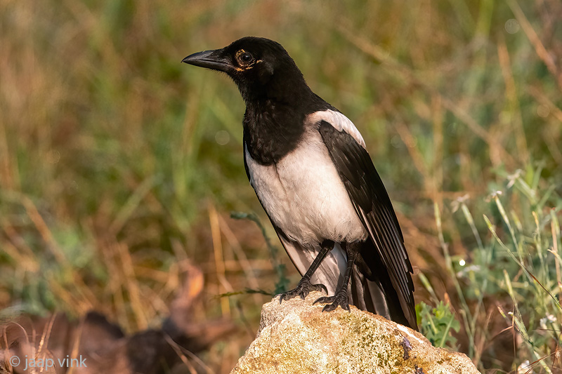 Eurasian Magpie - Ekster - Pica pica