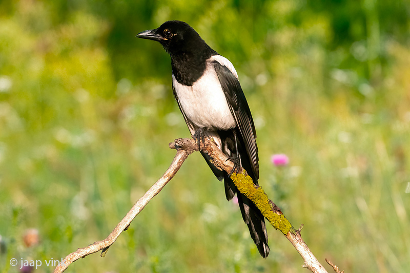 Eurasian Magpie - Ekster - Pica pica