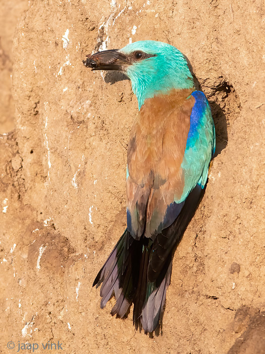 European Roller - Scharrelaar - Coracias garrulus