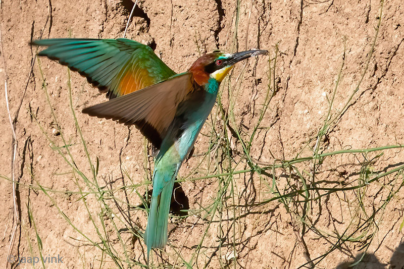 European Bee-eater - Bijeneter - Merops apiaster