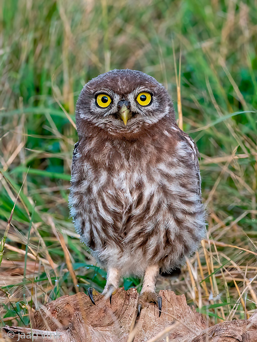 Little Owl -  Steenuil - Athene noctua