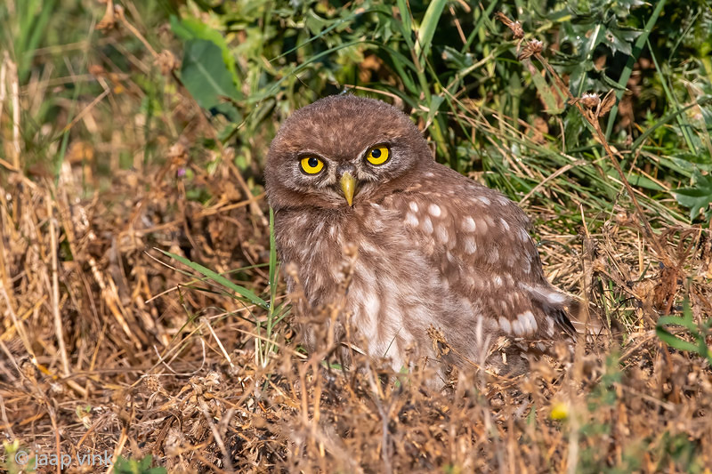 Little Owl -  Steenuil - Athene noctua