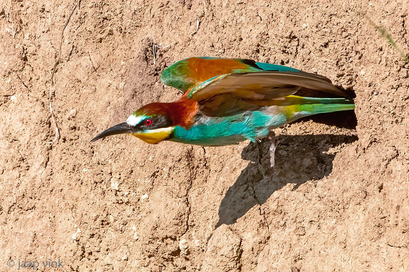 European Bee-eater - Bijeneter - Merops apiaster