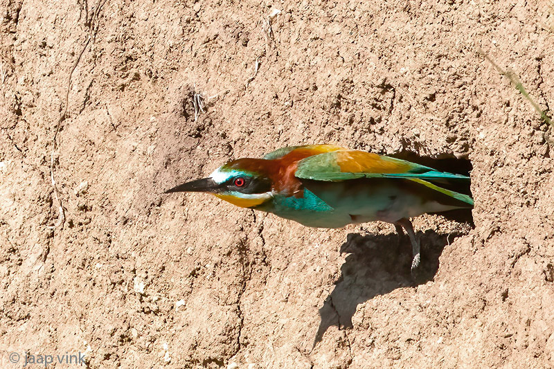 European Bee-eater - Bijeneter - Merops apiaster