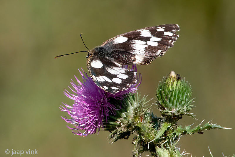 Marbled White - Dambordje - Melanargia galathea