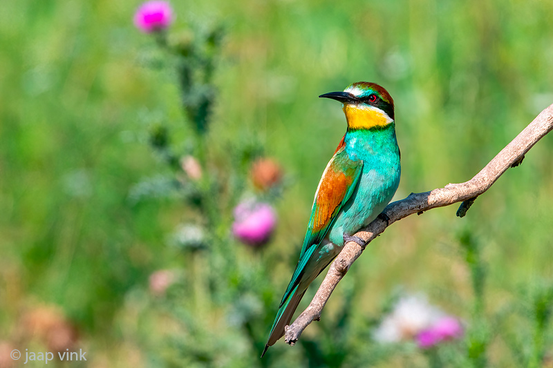 European Bee-eater - Bijeneter - Merops apiaster