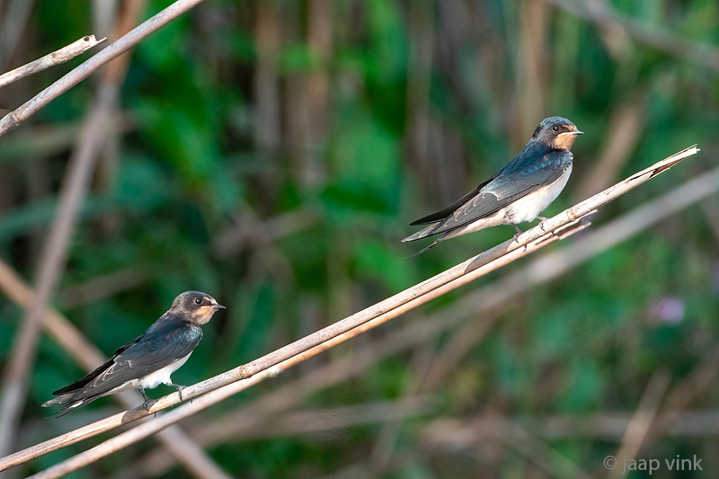 Barn Swallow - Boerenzwaluw - Hirundo rustica