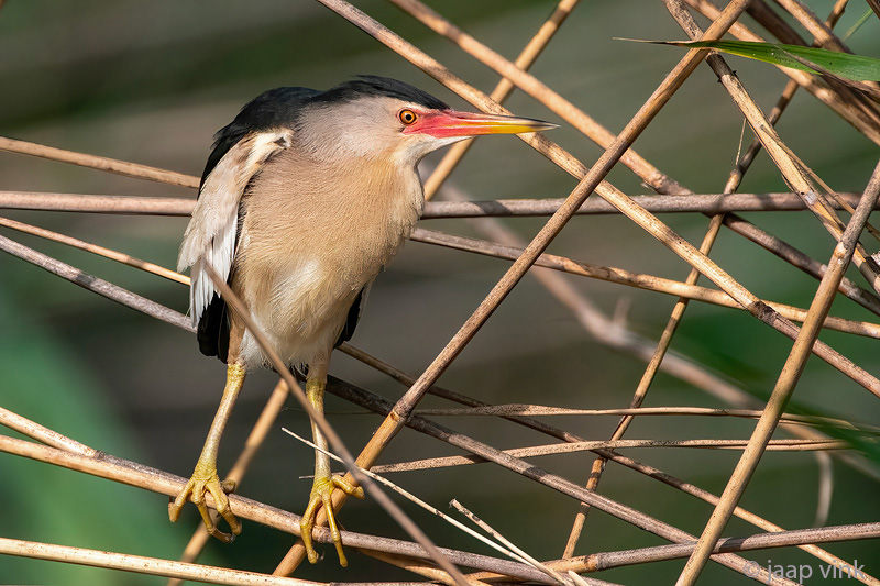 Little Bittern - Woudaap - Ixobrychus minutus