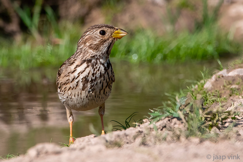 Corn Bunting - Grauwe Gors - Emberiza calandra