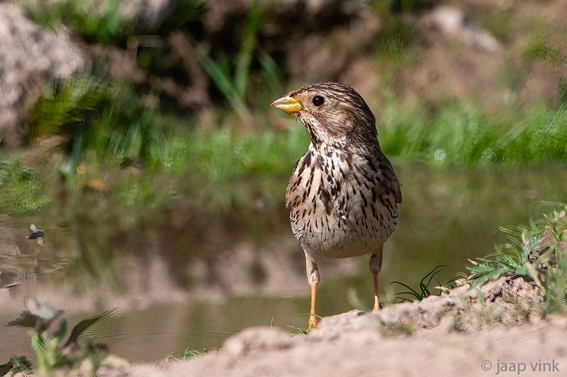 Corn Bunting - Grauwe Gors - Emberiza calandra