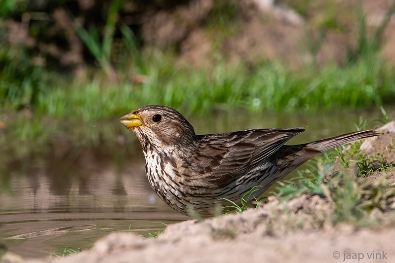 Corn Bunting - Grauwe Gors - Emberiza calandra