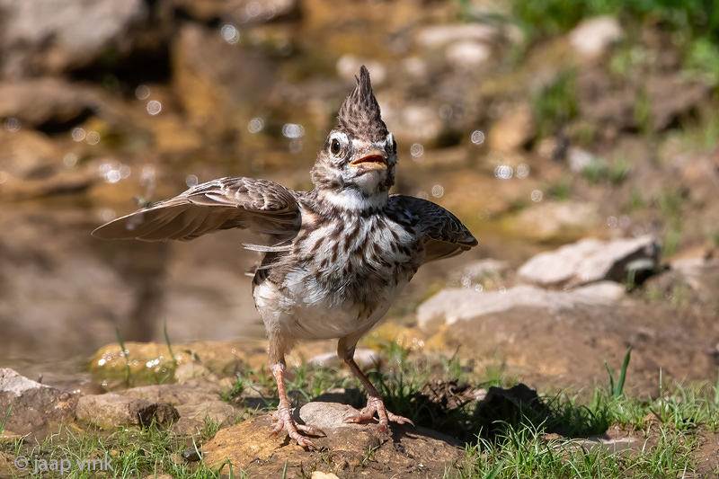 Crested Lark - Kuifleeuwerik - Galerida cristata