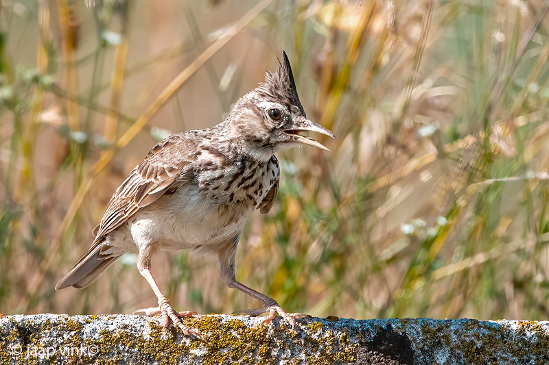 Crested Lark - Kuifleeuwerik - Galerida cristata