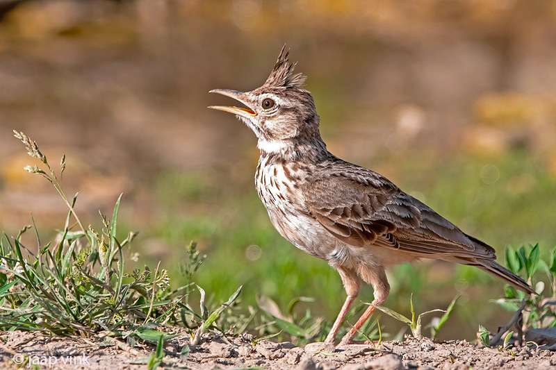 Crested Lark - Kuifleeuwerik - Galerida cristata
