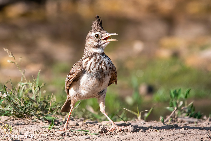 Crested Lark - Kuifleeuwerik - Galerida cristata