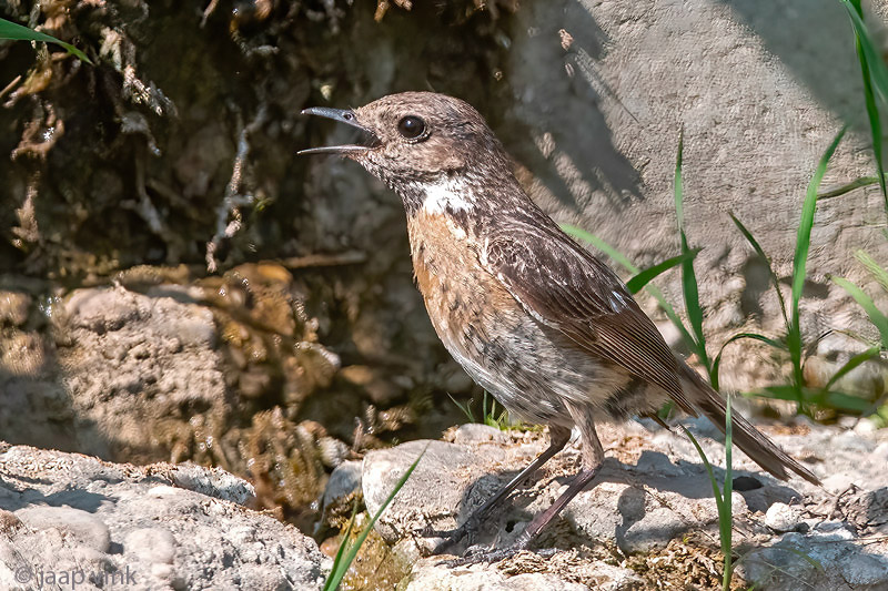 European Stonechat - Roodborsttapuit - Saxicola rubicola