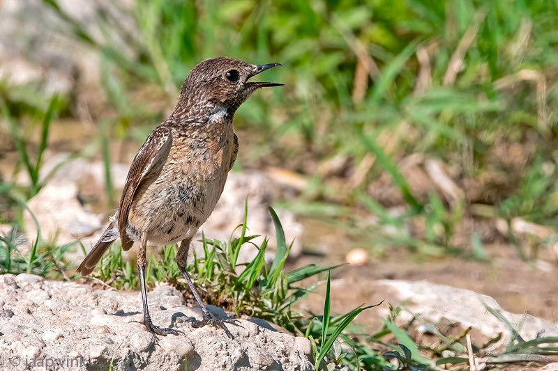 European Stonechat - Roodborsttapuit - Saxicola rubicola