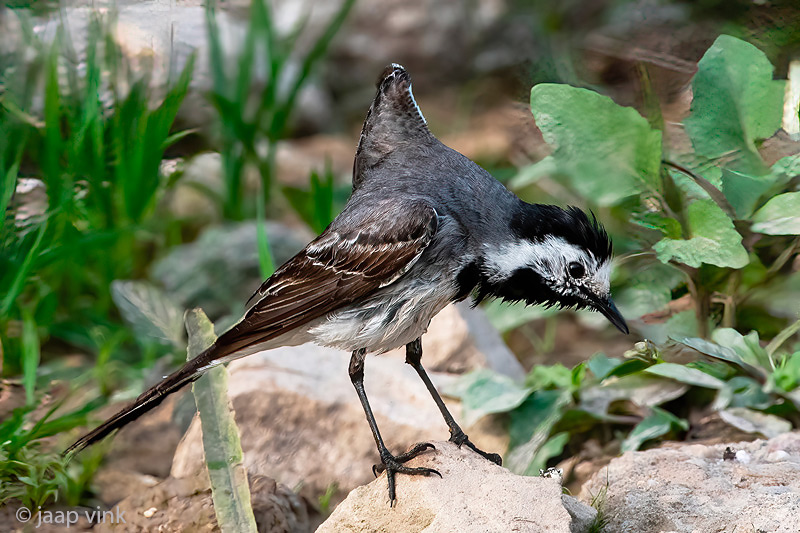 White Wagtail - Witte Kwikstaart - Motacilla alba
