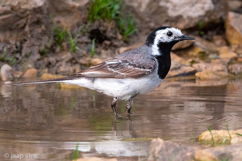 White Wagtail - Witte Kwikstaart - Motacilla alba