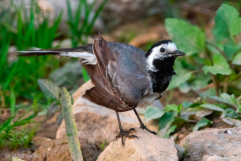 White Wagtail - Witte Kwikstaart - Motacilla alba