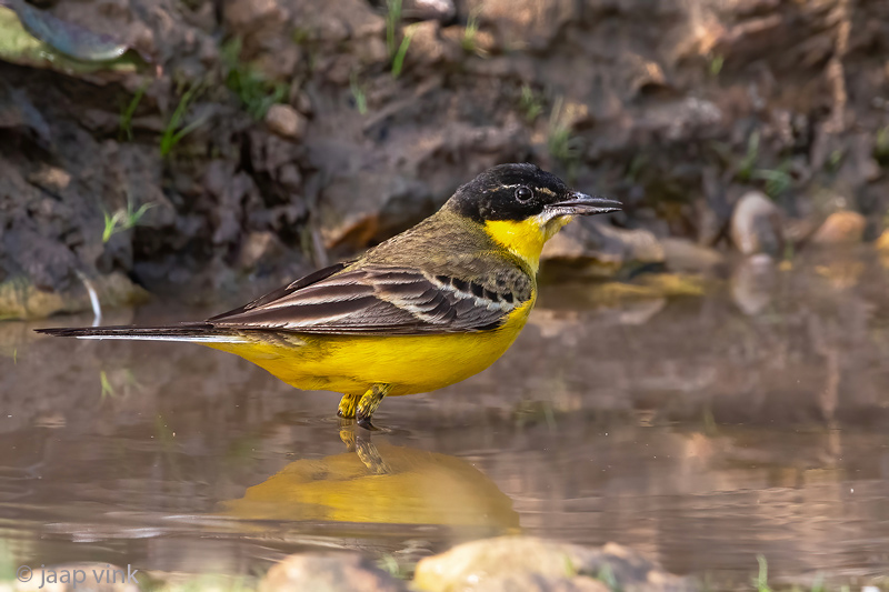 Black-headed (yellow) wagtail - Balkan Gele Kwikstaart - Motacilla (flava) feldegg
