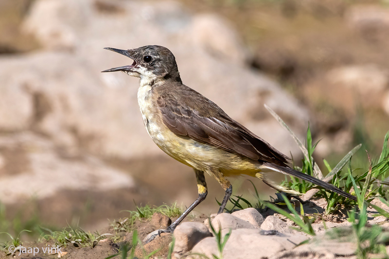 Black-headed (yellow) wagtail - Balkan Gele Kwikstaart - Motacilla (flava) feldegg