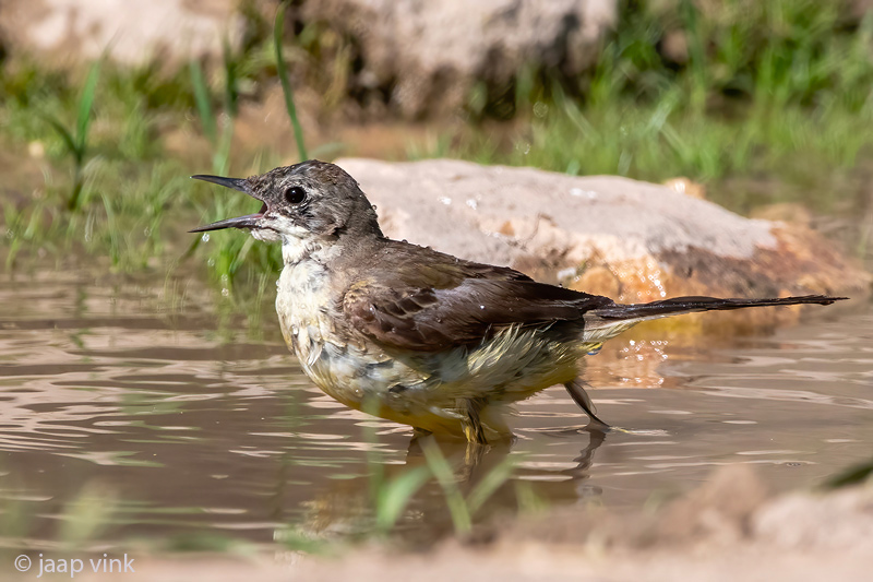 Black-headed (yellow) wagtail - Balkan Gele Kwikstaart - Motacilla (flava) feldegg